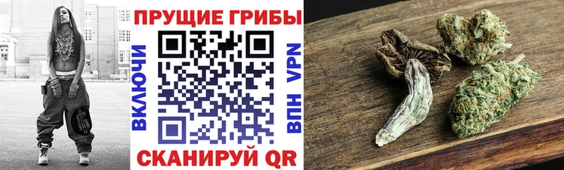 где можно купить наркотик  Сафоново  Галлюциногенные грибы Psilocybine cubensis 